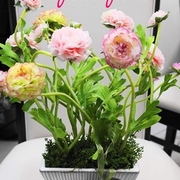 ￥11,600（税込）