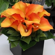 ￥11,000（税込）