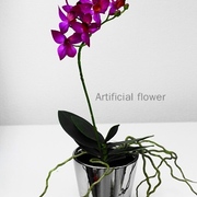 ミニオーキッドピンクポット1本立ち　H33㎝　￥5,000