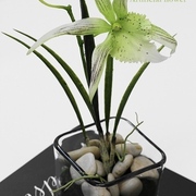 オーキッドライム モス鉢植え1本立ち　H37㎝（花器ｻｲｽﾞ □9,5㎝×H10,3㎝）　