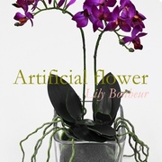 ミニオーキッドピンク　モス鉢植え2本立ち　H33㎝（花器ｻｲｽﾞ□9,5㎝×H10,3㎝）　￥7,900