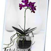 オーキッドピンク　モス入り鉢植え1本立ち　￥5,900 H33㎝ （花器ｻｲｽﾞ□9,5㎝×10,3㎝）