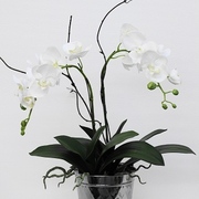 胡蝶蘭鉢植え2本立ち　H56㎝　￥21,000（税込）