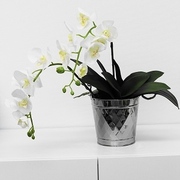 胡蝶蘭鉢植え2本立ち