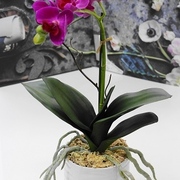 ミニ胡蝶蘭鉢植え￥5,900　H35㎝（枝以外のサイズ）