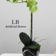 ライムグリーン胡蝶蘭1本立ち　H58㎝　￥9,900　鉢から見えるﾓｽは現在別のﾓｽとなります