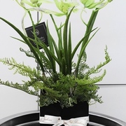 ラン3本立ちブラックウッド　H40㎝　￥9,800　妖艶な美しいオーキッドが大人の雰囲気です♪鉢植えでは珍しい種類のオーキッドです。近くで見ても造花とは思えない本物の様です。