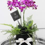 ラン3本立ちPKブラックウッド　H35㎝　￥8,500キラッとしたピンクが大人可愛いミニラン。ギフトにも最適。近くでも見ても本物のようです。