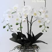 胡蝶蘭鉢植え3本立ち