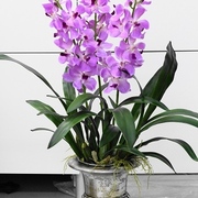 オーキッド鉢植え3本立ち　