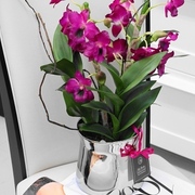 デンドロビウムポット￥13,500　