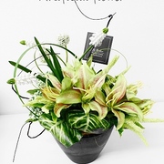 ライムスプリングアレンジ　￥7,300（税込）※Ｈ約22㎝（ｱﾏﾘﾘｽまでの高さ）×Ｗ約22㎝