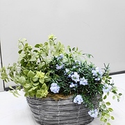 寄せ植えポット　￥6,500