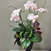 胡蝶蘭ﾎﾟｯﾄ　￥11,800（税込）